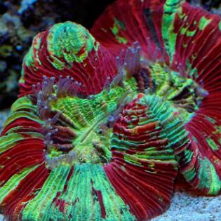 大花腦珊瑚