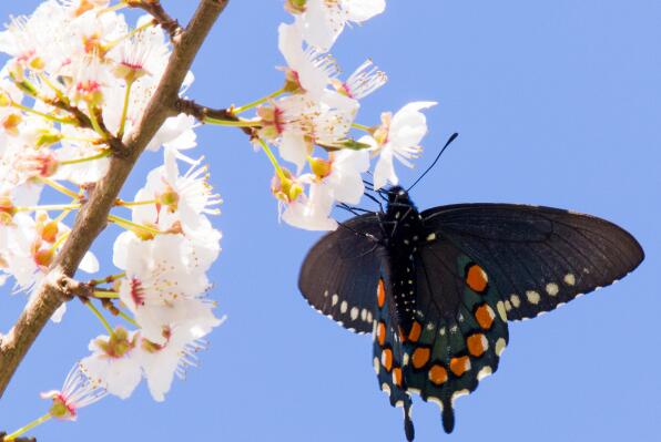 世界上最美的十大蝴蝶