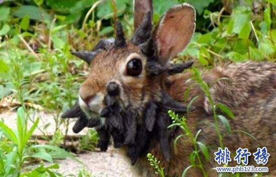 世界上最恐怖兔子：腫瘤兔(臉上長滿黑色腫瘤)
