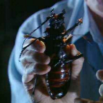 世界上最大的甲蟲，泰坦甲蟲長達21厘米（一口咬斷一根鉛筆）