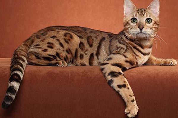 世界十大最美貓咪