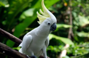 十大名貴鸚鵡品種，第一最為珍貴，椰子金剛排第六