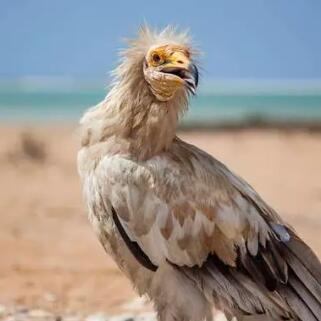 埃及禿鷲