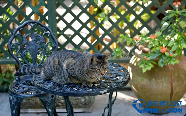 在海明威故居：居住著的奇特多趾貓
