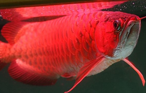 紅龍魚品種排行，紅龍魚的品種與區別 