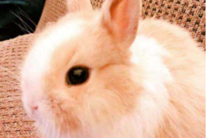 兔子十大品種​排行榜