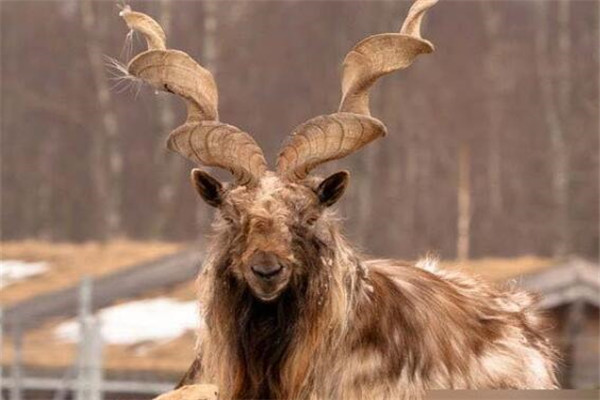 世界十大奇怪動物 帝王魟背部有斑點，第三種是不少人的噩夢